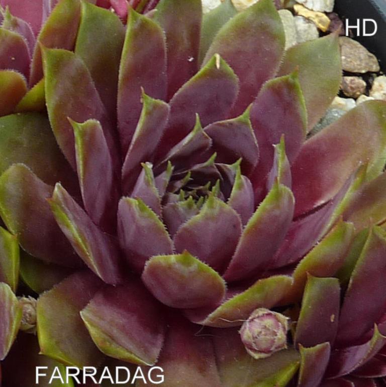 Farradag