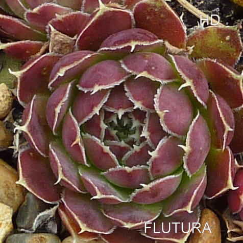 Flutura / Jovi