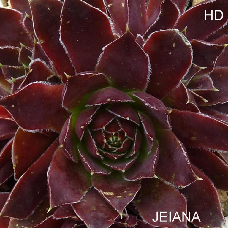 Jeiana / Jovi