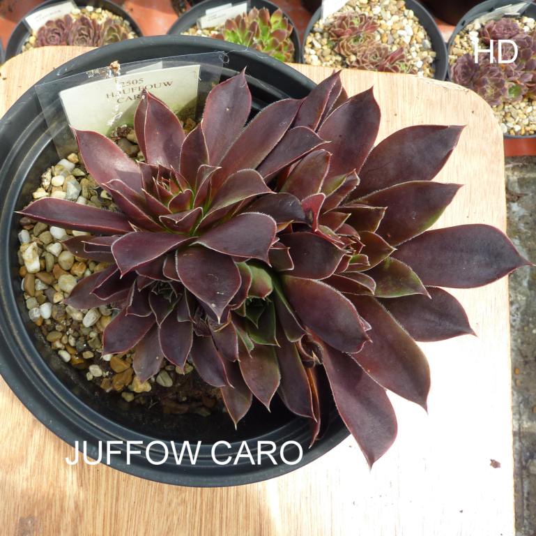 Juffouw Caro / Jovi