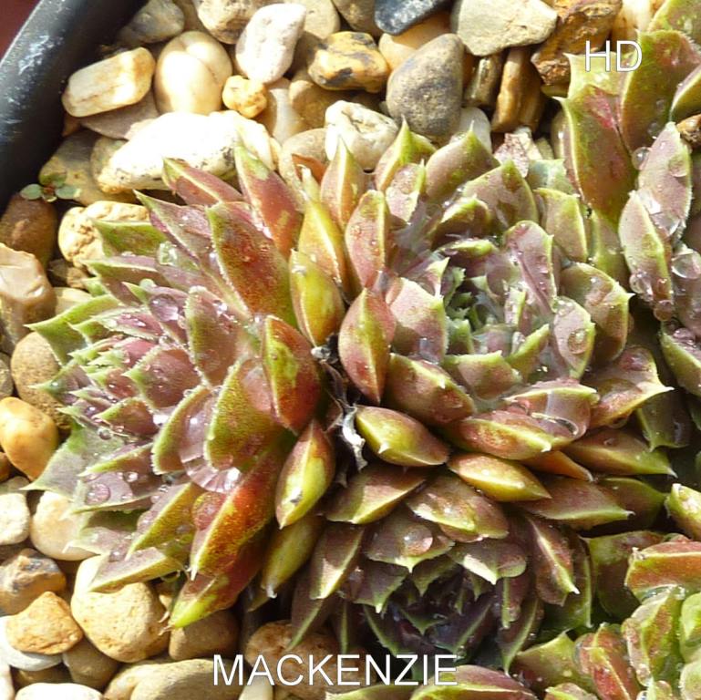 Mackenzie / Jovi