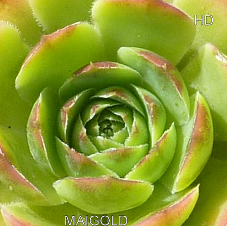 Maigold / Jovi ( II )