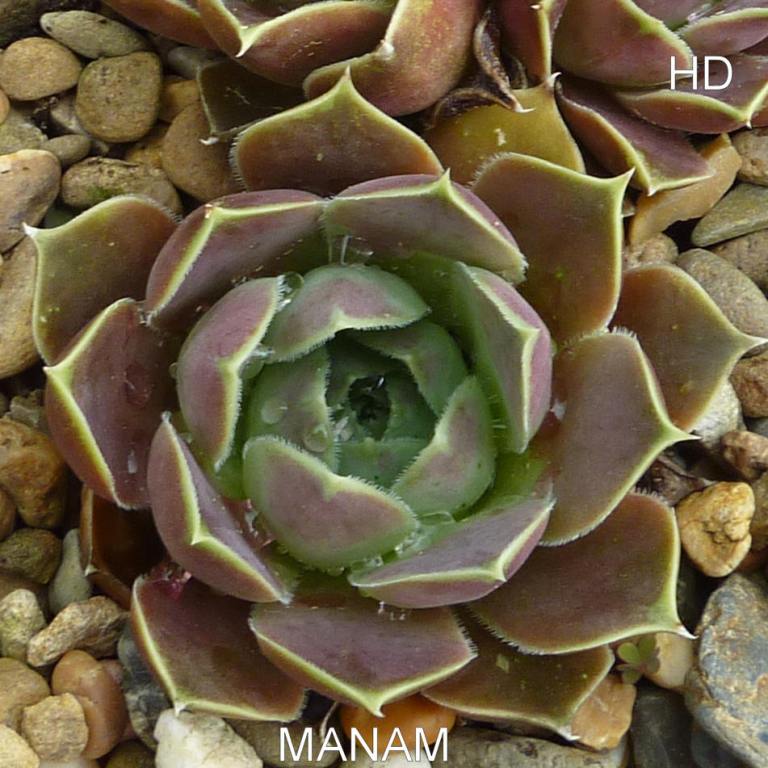 Manam / Jovi