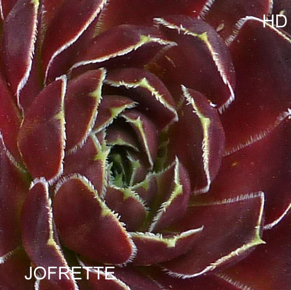 Jofrette / Jovi