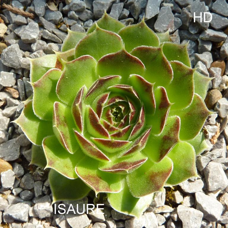 Isaure / Jovi
