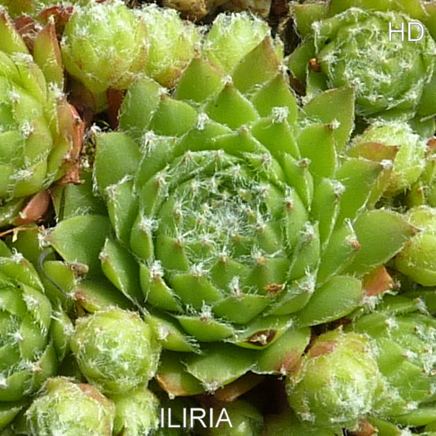 Iliria