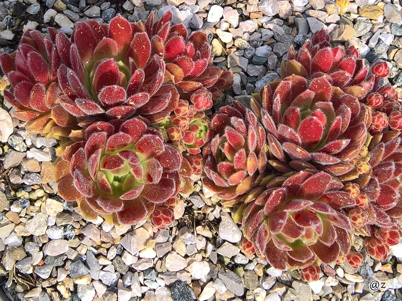 Just Peachy