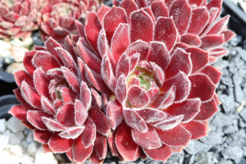 Just Peachy