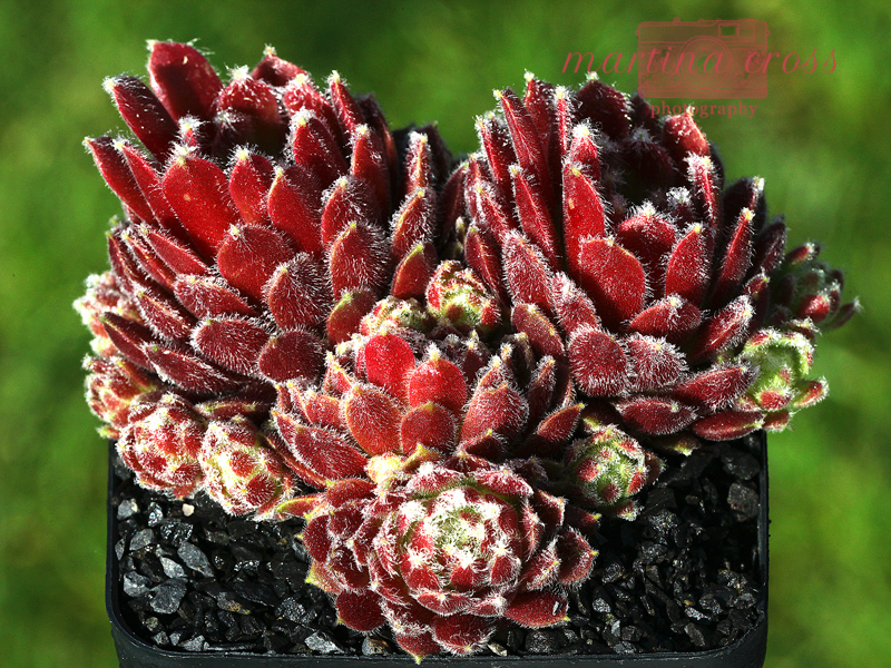Ice Berry