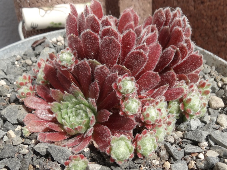 Ice Berry