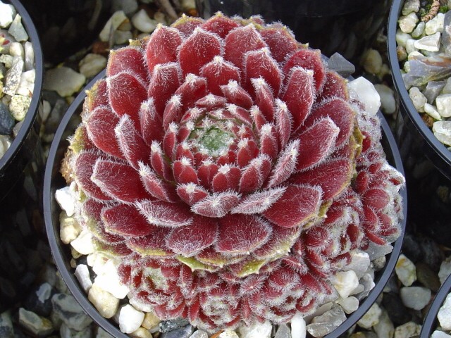 Ice Berry