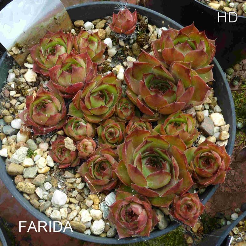 Farida