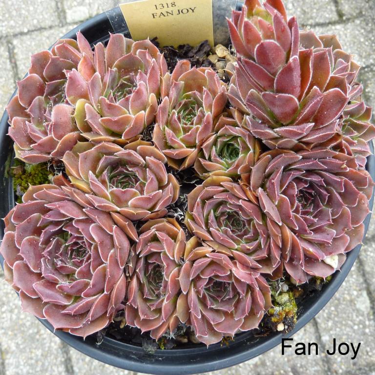 Fan Joy / Jovi