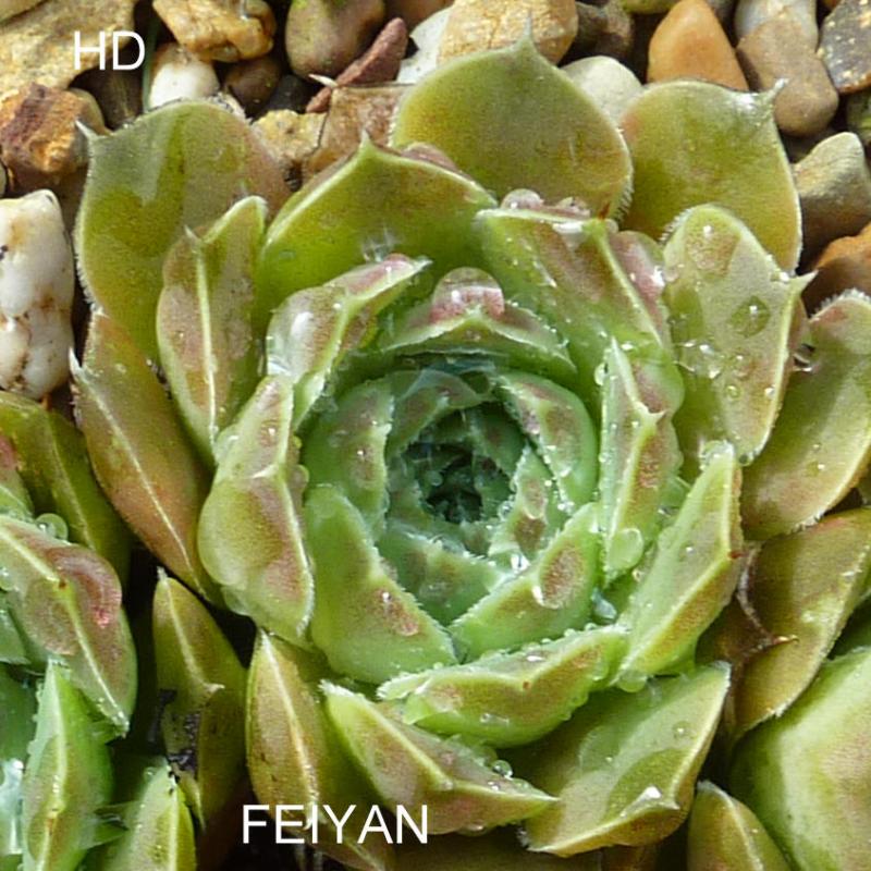 Feiyan / Jovi