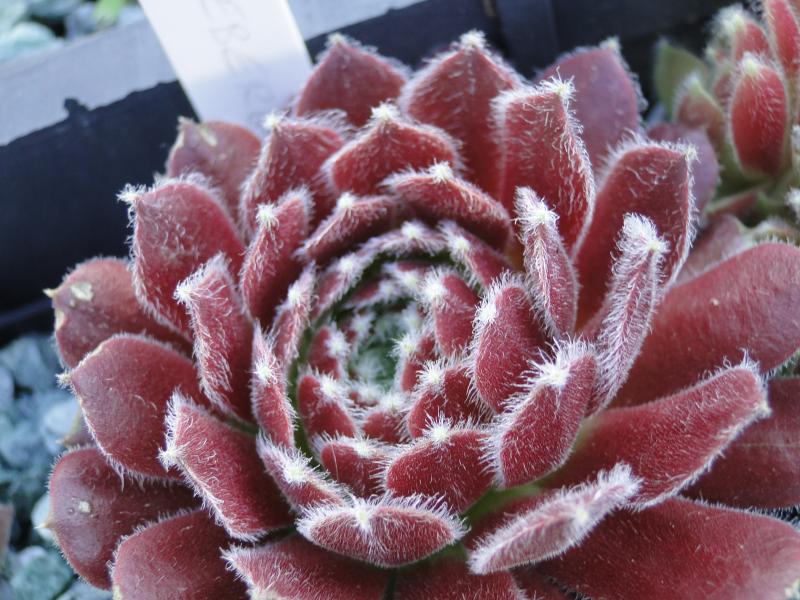 Ice Berry