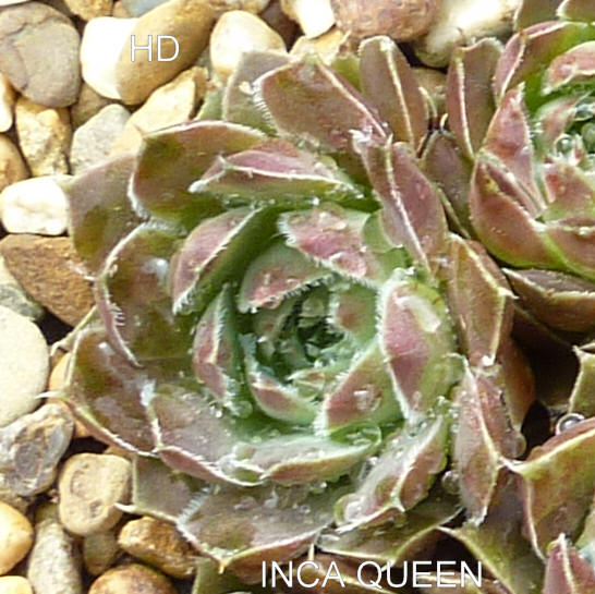Inca Queen / Jovi