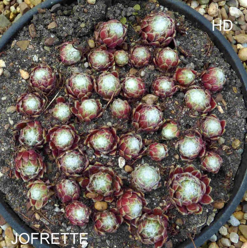 Jofrette