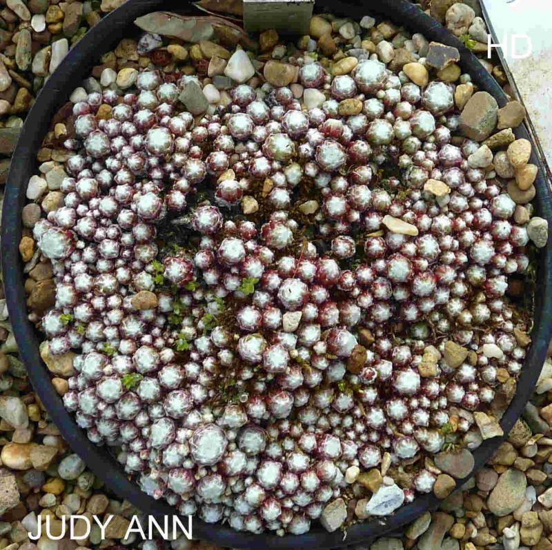 Judy Ann