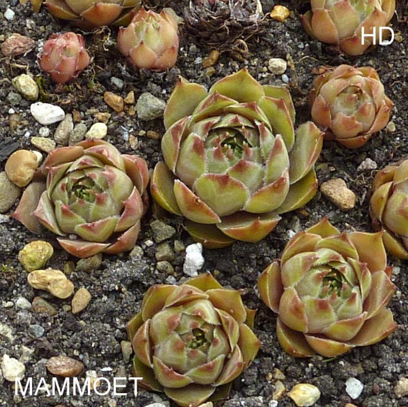 Mammoet