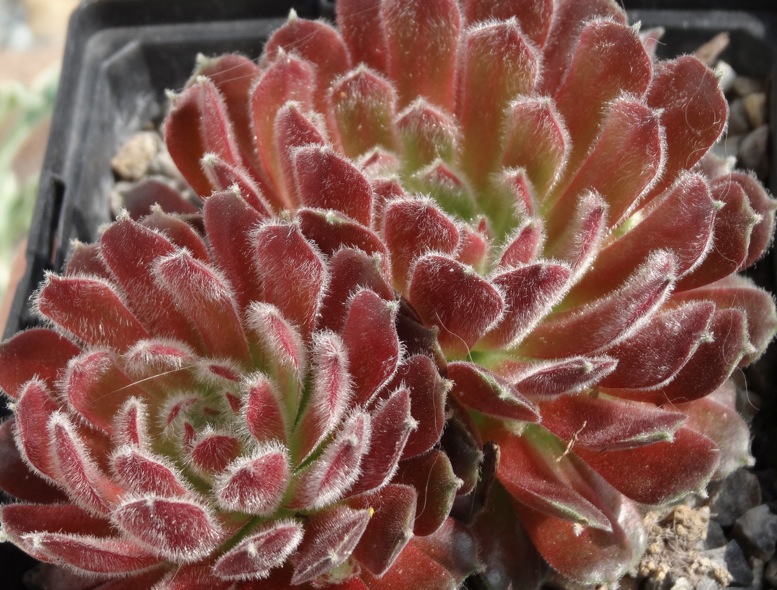 Ice Berry