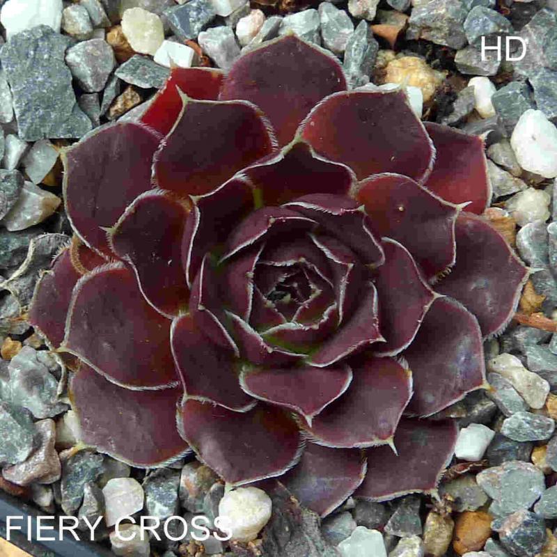 Fiery Cross / Jovi
