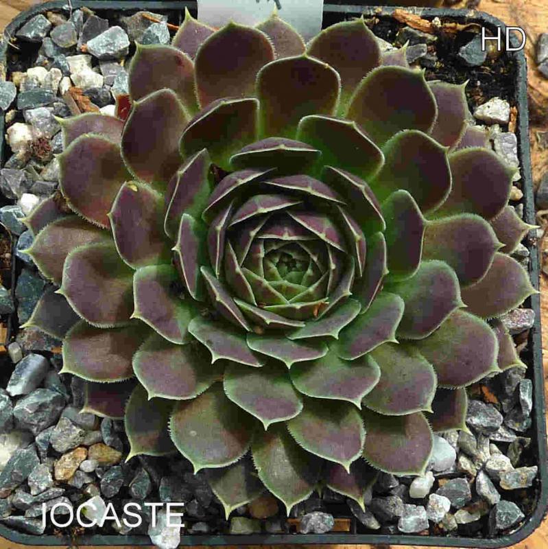 Iocaste / Jovi