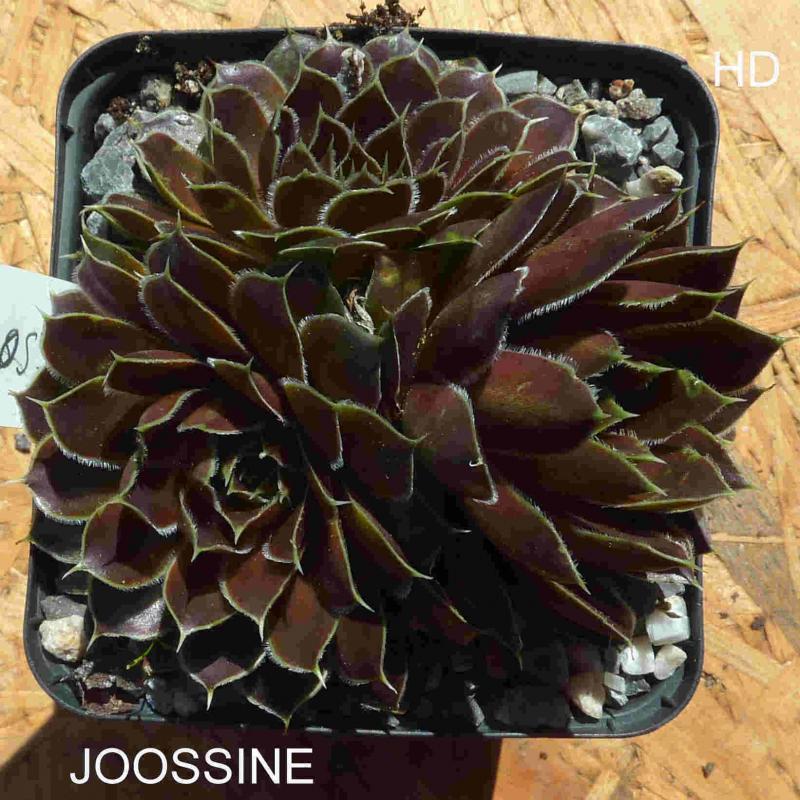 Joossine / Jovi