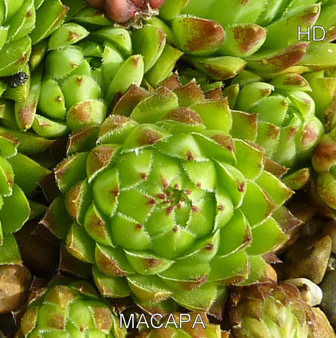 Macapa / Jovi
