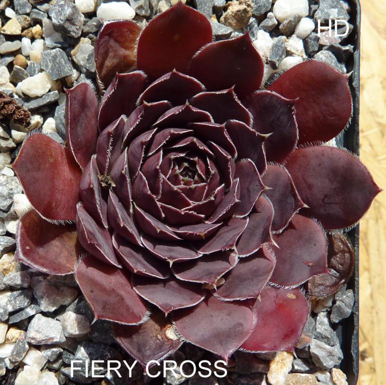 Fiery Cross / Jovi