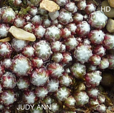 Judy Ann