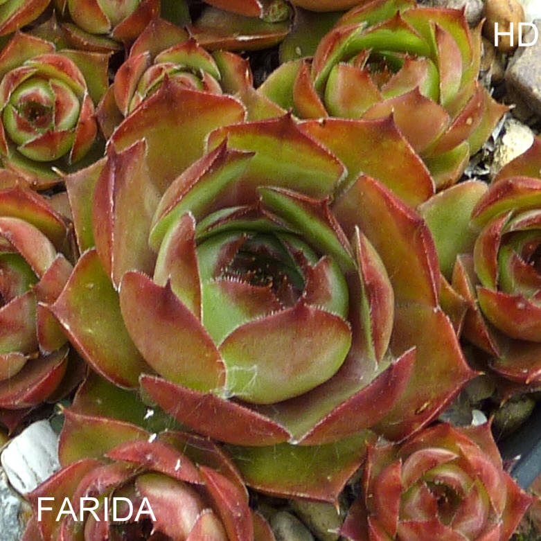 Farida