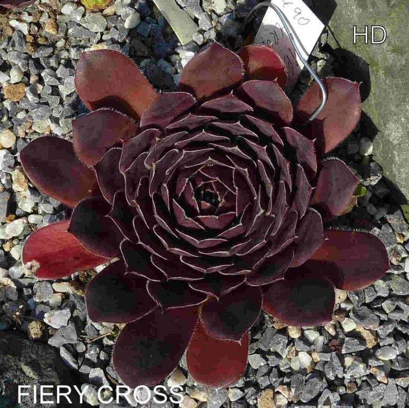 Fiery Cross / Jovi