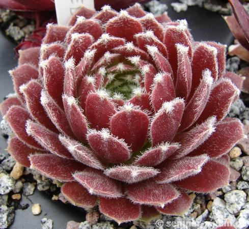 Ice Berry