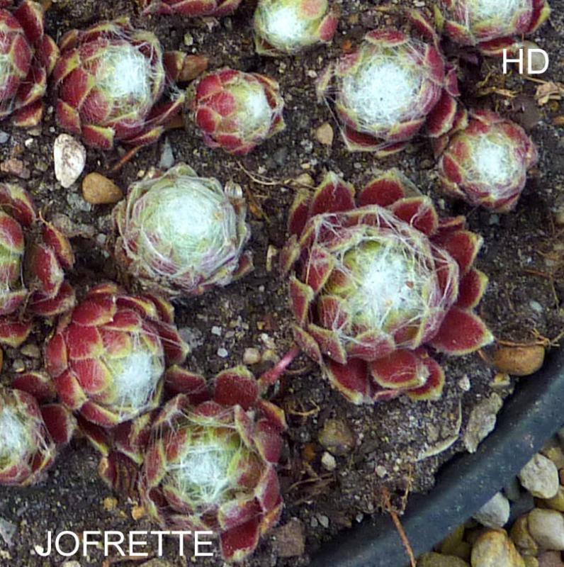 Jofrette