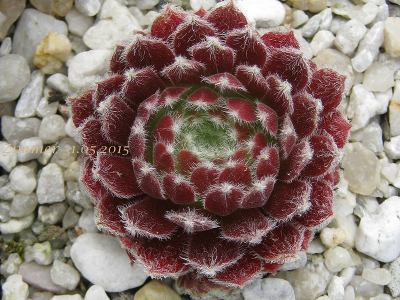 Ice Berry