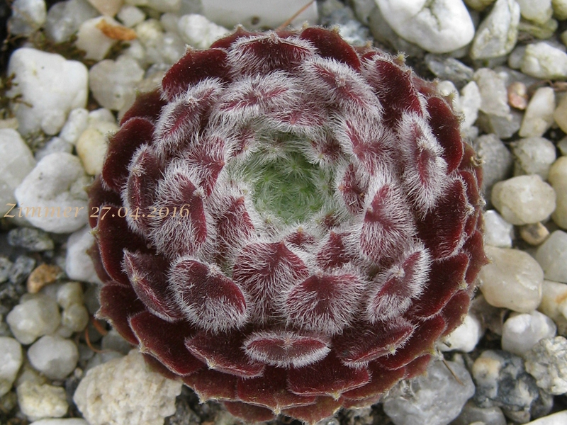 Ice Berry