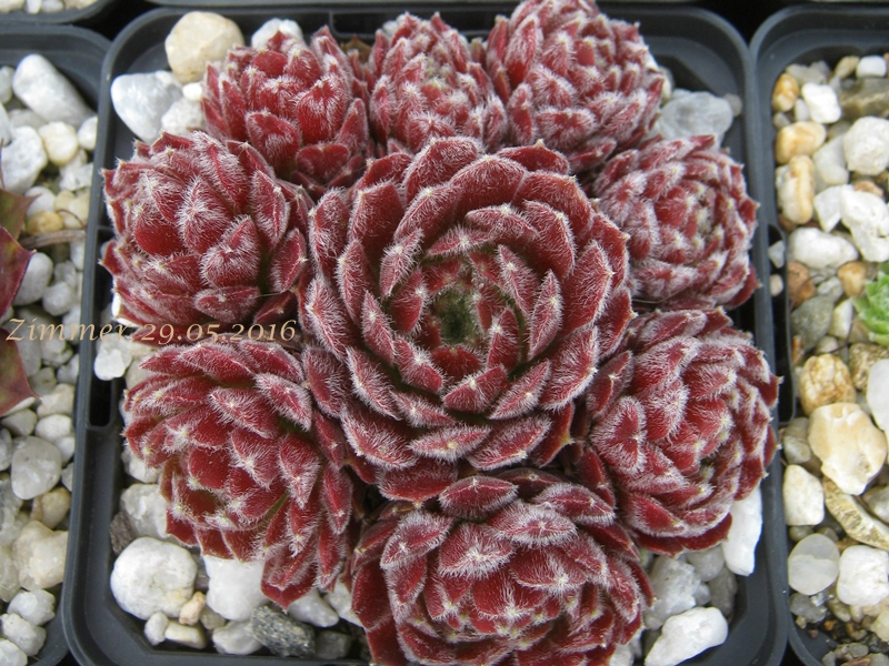 Ice Berry