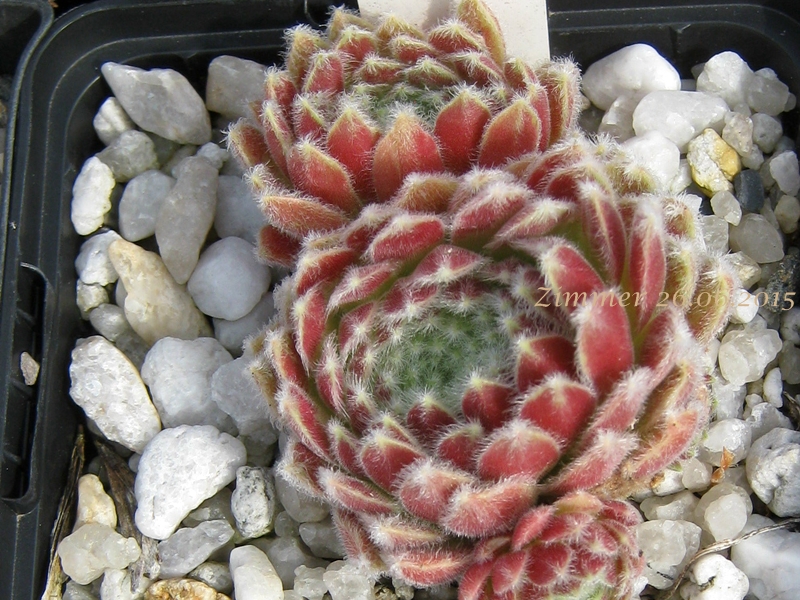 Fluffy Fluke