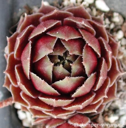 Coronet