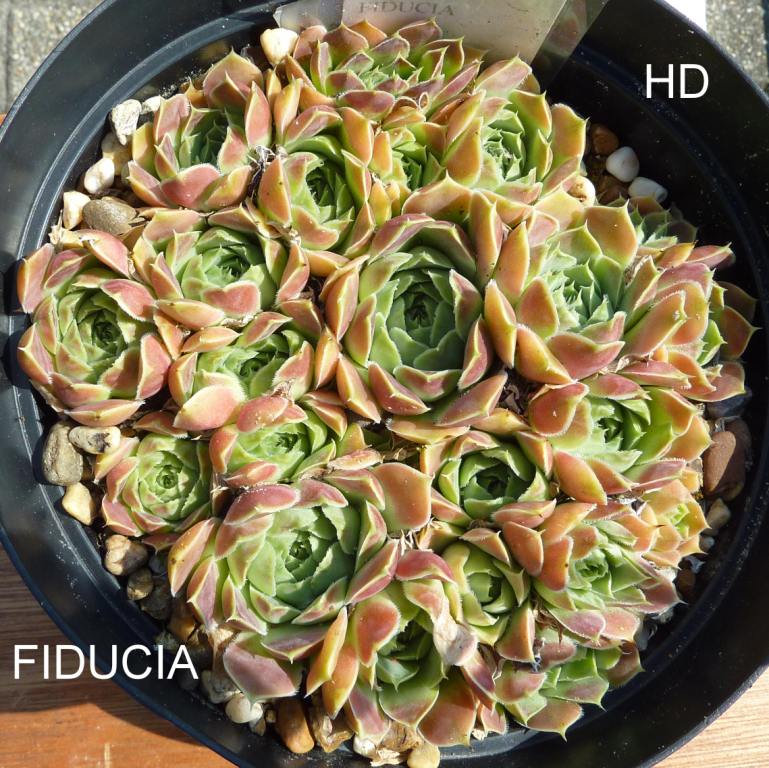 Fiducia / Jovi