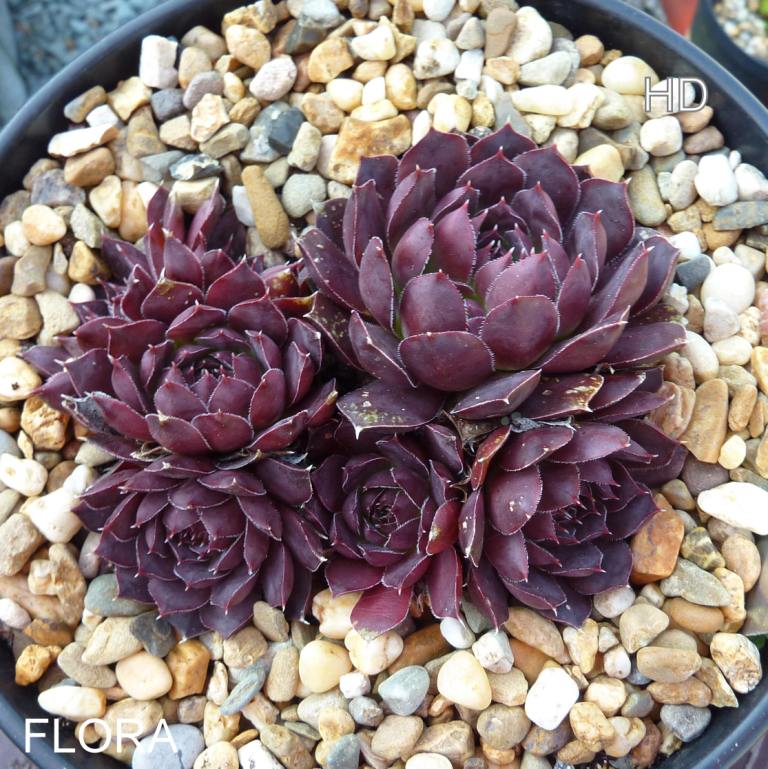 Flora / Jovi