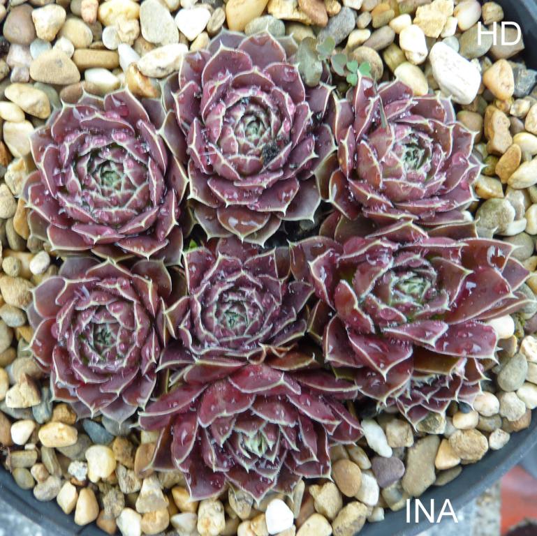 Ina / Jovi