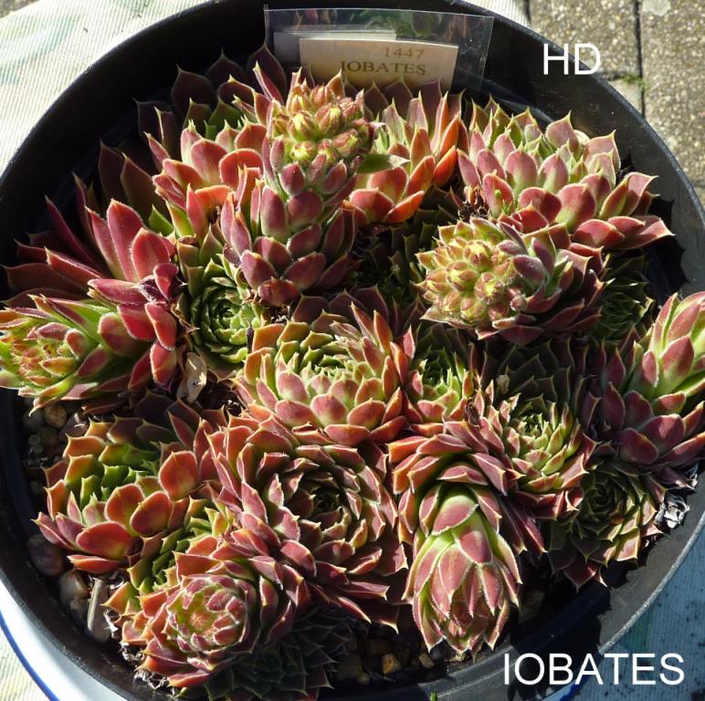 Iobates / Jovi