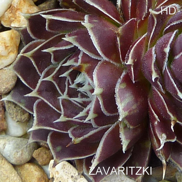 Zavaritzki / Jovi