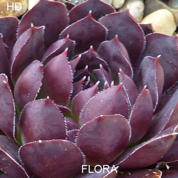 Flora / Jovi