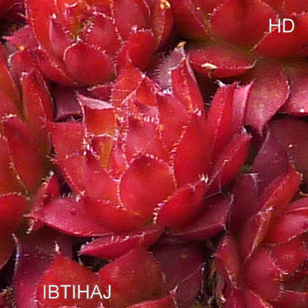 Ibtihaj