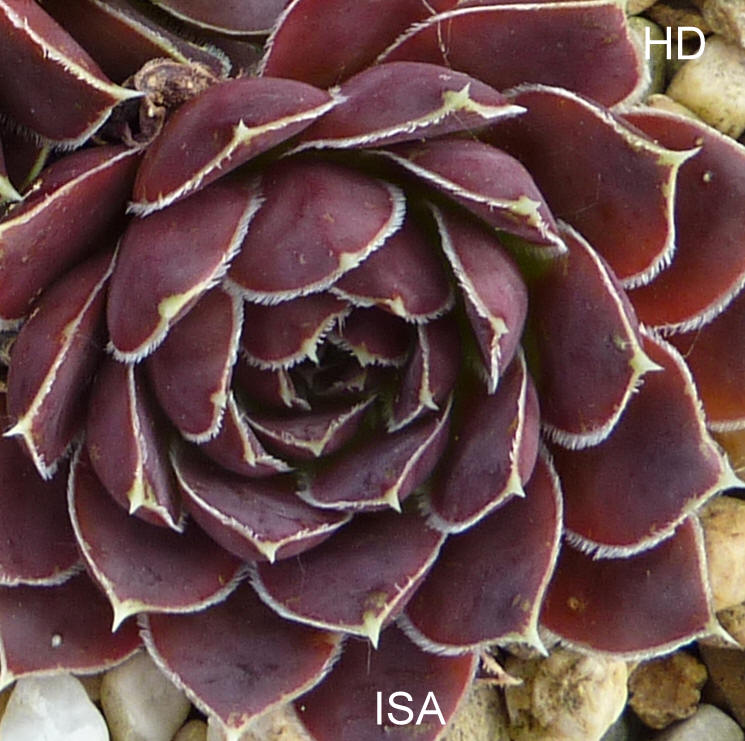 Isa / Jovi