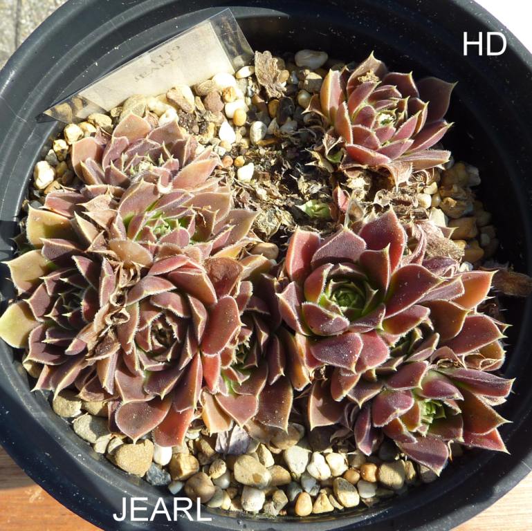 Jearl / Jovi