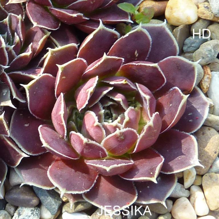 Jessika / Jovi