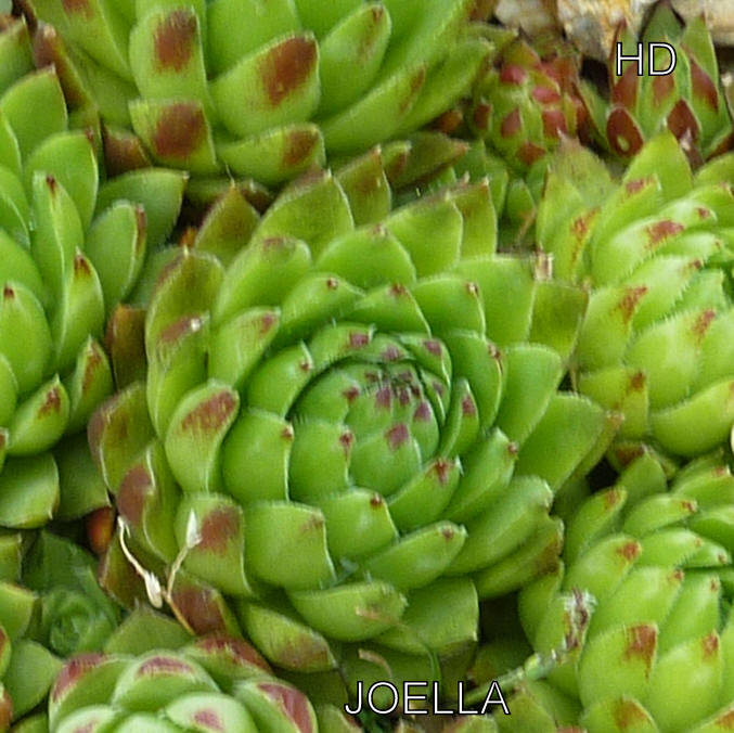 Joella / Jovi